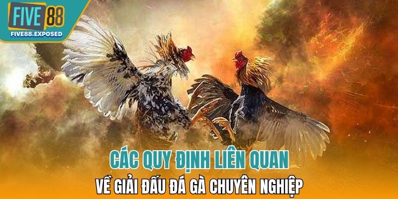 Các quy định liên quan về giải đấu đá gà chuyên nghiệp 