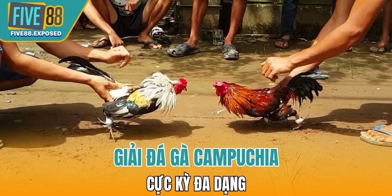 Giải đá gà Campuchia cực kỳ đa dạng