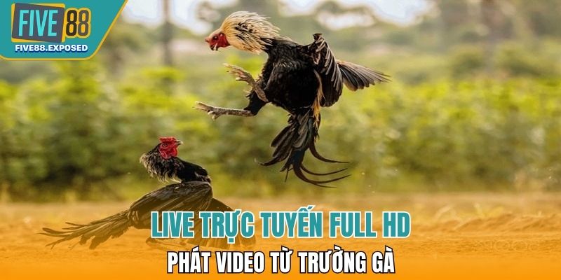 Live trực tuyến full HD phát video từ trường gà 