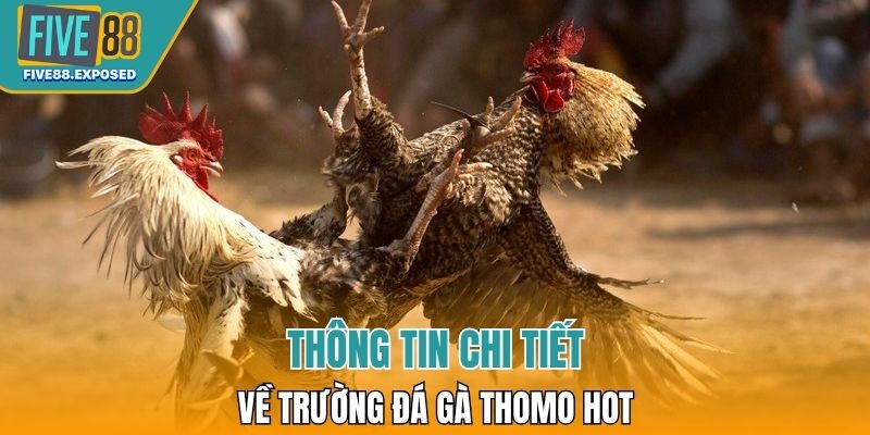 Thông tin chi tiết về trường đá gà Thomo hot 